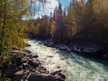 Sonbaharda renkli bir nehir. Turkuaz, fırtınalı dağ nehri boyunca ağaçlarda altın yapraklar. Sonbahar renklerinde dağ nehri ve sarı ağaçlarla dolu parlak bir manzara..