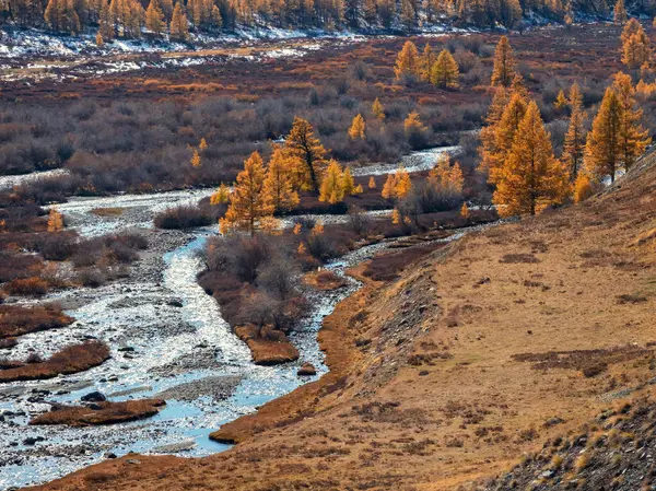 Colorful river in the fall. Golden leaves on larch trees along turquoise stormy mountain river in sunshine. Bright scenery with mountain river and yellow trees in autumn colors in fall time.