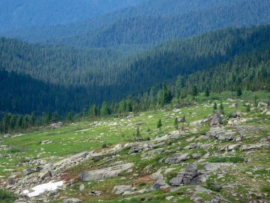 Dağ vadisinde büyük bir orman alanı. Dağ ormanları, ulusal rezerv. Daimi yeşil ormanı olan bir dağ vadisi. Batı Sayanlar. Sibirya.