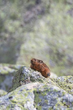 Altai dağında kayalıklarda duran komik Pika Ochotona yaka resmi. Bokeh arka planında şirin, küçük bir memeli. Küçük pika kemirgeni kayanın üstünde güneşleniyor..