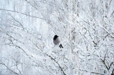 Karla kaplı bir ağaçtaki yalnız gri karga. Kışın kuşlar, vahşi yaşam. Karlı huş dalları.