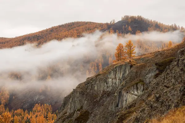 Sonbahar dik yamaçları ve yoğun siste altın ormanlar. Sabahları karaçam ağaçlarıyla dolu, kalın, alçak bulutlu bir tepede. Fırtınalı Mountainside ve sisli sonbahar çiçekleri. Solan sonbahar renkleri.