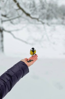 Vertical view of Tit that sits on the arm of a woman holding seeds. Feed birds in the park in winter to help them in the cold season in their habitat. Concept of the International Day of Birds. 