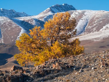 Mavi bir gökyüzünün altında güneşli bir sonbahar yamacında altın bir tarla ağacı. Bir vadide sonbaharın rengi. Parlak sonbahar karşıtlıkları. 