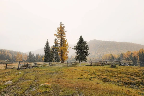 Farm road next to the dry autumn field fenced by a wooden fence. Dirt road through the autumn larch forest. Natural foggy scenery of autumn mountain forest in Siberia.
