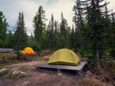 Sedir ormanında yaz kampı. Sabahın erken saatlerinde turist çadırlarıyla. Turistler ve gezginler çadırlarında uyurlar..