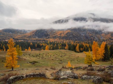 Dağ vadisinde büyük bir koyun sürüsü. Resimli sonbahar sisli dağ manzarası. Bir koyun sürüsünün görülebileceği kayalık bir yamaç..