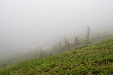 Bulutlu dağın tepesi ince orman. Sabah dağları, gri bulutlar, yeşil ladin, karanlık sis, Batı Sayans, Rusya yazın, sihirli güç yeri, huzur ve sessizlik, yürüyüş konsepti