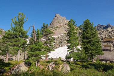 Sivri uçlu kaya manzarasının arka planında atmosferik sedir yeşil ormanı var. Kenarları kozalaklı, çiçekli ve sisli kayaları olan minimalist bir manzara. Dağ alp ormanları. 