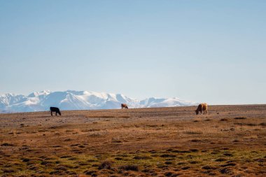 Üç inek bataklık bir sonbahar otlağında karlı dağların arka planında otluyor..