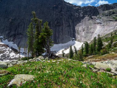 Mountain flowering meadow. Mighty cedars on a summer mountain meadow against the background of huge mountains. Impressive Siberian nature of the Western Sayans.  clipart