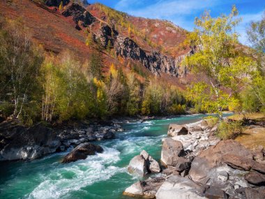 Turkuaz fırtınalı dağ nehri boyunca ağaçlarda altın yapraklarla dolu renkli sonbahar manzarası. Sonbahar renklerinde dağ nehri ve sarı ağaçlarla dolu parlak bir manzara..