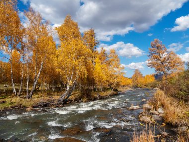 Turkuaz fırtınalı dağ nehri boyunca ağaçlarda altın yapraklarla dolu renkli sonbahar manzarası. Sonbahar renklerinde dağ nehri ve sarı ağaçlarla dolu parlak bir manzara..