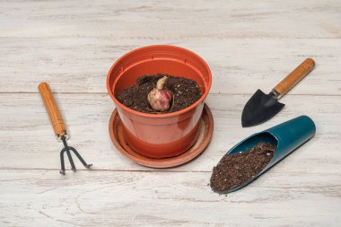 Saksıdaki çiçek ampulü. Çiçek saksısına zambak ampulü yerleştiriyorum. Bahçe işleri konsepti. Ahşap arkaplan.