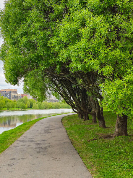 Прекрасная летняя природа. Сценический пейзаж. Большие ивы над живописным озером рядом с тропой. Весенняя аллея зеленых ив у пруда. Вертикальный вид.