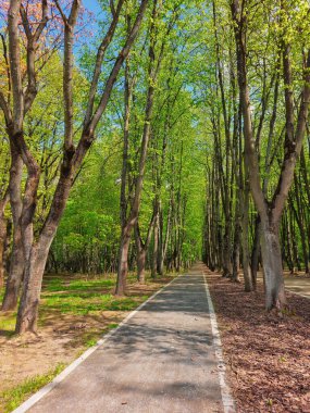 Ormanda sonu gelmez bir yolculuk. Şehir parkındaki karanlık sokak, dikey manzara..