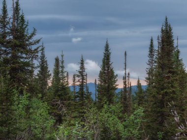 Ağaçların arasındaki dağ sırası. Ağaç tepeleri. Dağdaki ilk ağaç, akşam dağlık arazi.. 