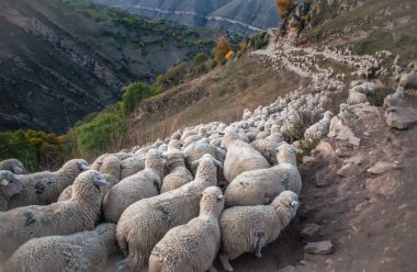 Seçici odaklanma. Koyun sürüsü. Dağıstan 'daki bir dağ yamacında büyük bir koyun ve koyun sürüsünü sürüyordu.