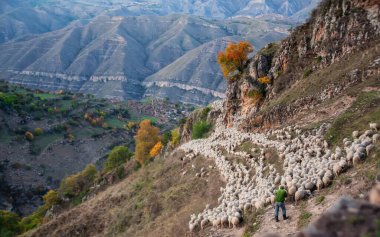 Yumuşak odaklanma. Dağıstan 'da akşam vakti bir koyun sürüsünü bir dağ geçidine sürmek. Shepherd sırtı kameraya dönük duruyor. Koyun sürüsü. Büyüleyici panoramik görünüm.
