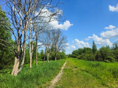Yaz manzarası. Kuru ağaçlar, dar patika ve yeşil çimenler. Güneşli bir günde, parkın ortasındaki bir düzlükte toprak yol.