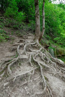 Yerin üstünde kök salmış. Parktaki yaşlı bir ağacın kökleri, dikey görünüm.