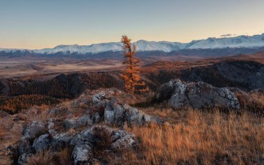 Dağlarda günbatımında yalnız sarı tarla kuşu Altai dağlarında krema bulutlarının arka planına karşı, panoramik manzara. Uzak dev dağların muhteşem manzarası.