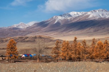 Kosh-Agach bölgesindeki dağlık bölgede. Sonbaharda Kurai köyü, karla kaplı bir dağ sırasının arka planında..