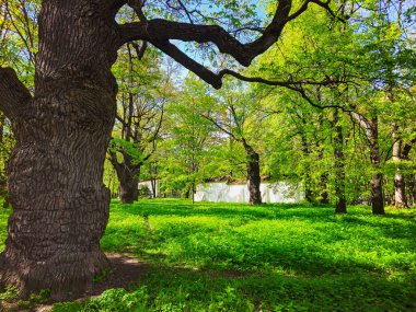 Yeşil Kolomenskoye Parkı 'ndaki yaşlı, şişman meşe ağacı. Sessiz bir doğa parkında yeşil ağaçlar. Moskova.