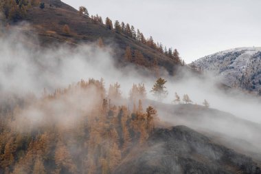 Yumuşak odaklanma. Dağda yoğun sis var. Dik yamaçtaki altın tarlakuşları beyaz yoğun siste zar zor görünür.. 