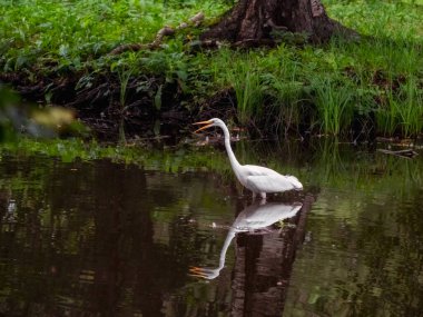 Akbalıkçıl gagasını açtı. Güzel beyaz balıkçıl gölette poz veriyor. Yaz göletinde beyaz balıkçıl. Vahşi balıkçıllar.