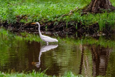 Balıkçıl balığı. Güzel beyaz balıkçıl gölette poz veriyor. Yaz göletinde beyaz balıkçıl. Vahşi balıkçıllar.