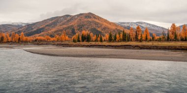 Sonbahar ağaçlarıyla sabah sakin bir nehir. Vahşi doğanın etkileyici sonbahar panoramik manzaraları. Duvar, ekran ve sanat eserleri için mükemmel sonbahar resmi.