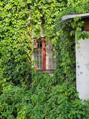 Eko konutlar. Duvarda yeşil yapraklarla kaplı eski ahşap pencere, yeşil sarmaşık ve pencere çerçevesi. Pencere yaprakların arasında kaybolmuş. Dikey görünüm.