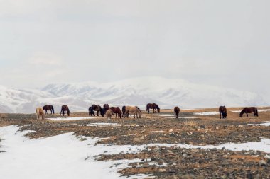 Yüksek irtifada karlı bir platoda at sürüsü. Atlar dağlarda karla kaplı bir arazide yürürler. Moğolistan.