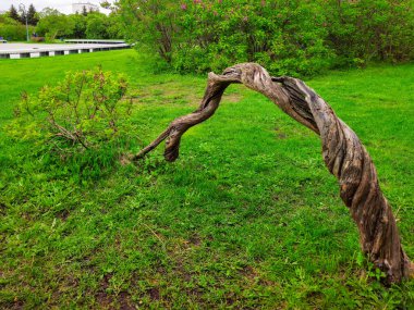 Ağacın eğimli gövdesi çimlere doğru eğildi. Düşmüş dallı leylak ağacı olan yeşil çimen tarlası. Moskova.