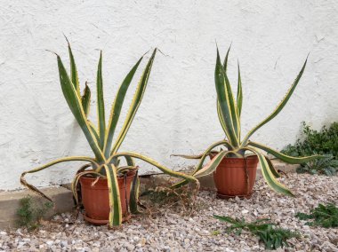 Agave americana. Amerikan agave, Fazenda 'nın beyaz duvarının önünde büyük bir tencerede. İki bitki..