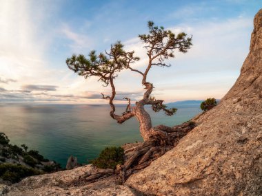 Kayanın üzerinde eski kuru çam ağacıyla muhteşem bir manzara. Güzel Kırım Çam Ağacı deniz kıyısında, pembe günbatımında. Novyi Svit, Kırım Yarımadası.