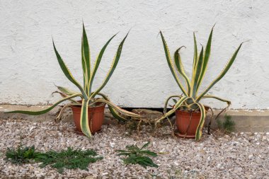 Amerikan agave, Fazenda 'nın beyaz duvarının önünde büyük bir tencerede. Saksıda yeşil bitkiler, bahçe süslemeleri olabilir..