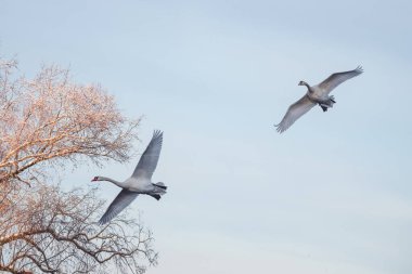 Mavi gökyüzünde uçan iki beyaz kuğu. Açık mavi kış gökyüzünde uçan iki büyük kuğu. Boşluğu kopyala.