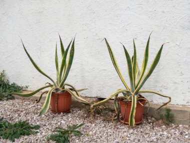 Saksıdaki yeşil bitkiler, bahçe süslemeleri olabilir. Amerikan agave beyaz duvarın önünde büyük bir tencerede. Boşluğu kopyala.