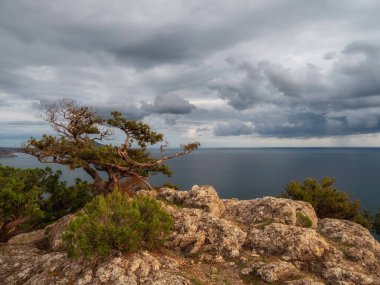 Karadeniz kıyısında yapayalnız bir çam ağacı. Uçurumun kenarındaki muhteşem yaşlı çam ağacı denizin arka planında.
