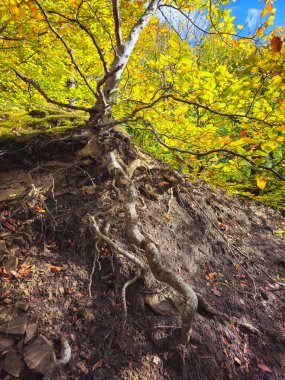 Güneşli kayın ağaçları. Parlak sonbahar manzarası. Kırım Yarımadası. Dikey görünüm.