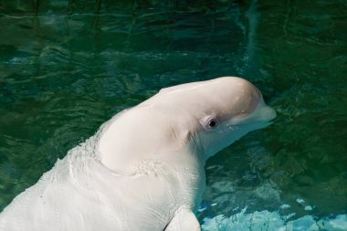 Kutup yunusu Beluga balinası. Suda büyük ve güzel bir balina.