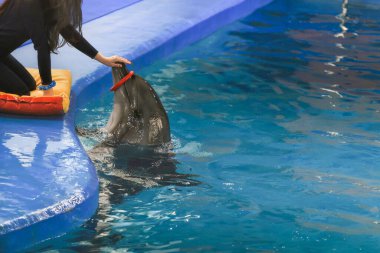Mavi suda güzel bir yunus. Yunuslarla gösteri yap. Antrenör havuzda eğitimli bir yunusla çalışıyor. Akvaryumda eğitilmiş yunuslar, yunuslar. Yüzük yunusun burnuna takılmış..