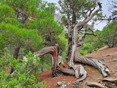 Kırım Yarımadası 'ndaki Ardıç Korusu Doğa Rezervi. Kozalaklı ağaçlar ve dağlarla eşsiz bir manzara. Bükülmüş kuru ardıç ağacı gövdesi.