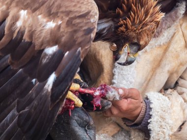 Kartalı beslemek için yaklaşın. Yırtıcı altın kartal avını yer. Et yiyen bir avcının elinde altın bir kartalın portresi.