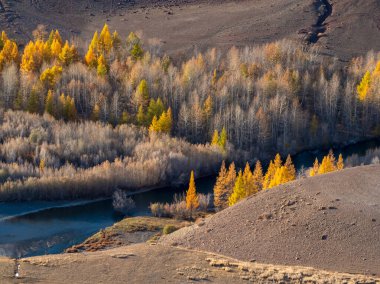 Nehirli bir sonbahar dağı vadisi. Sonbahar renklerinde dağ nehri ve sarı ağaçlarla dolu parlak bir manzara.. 