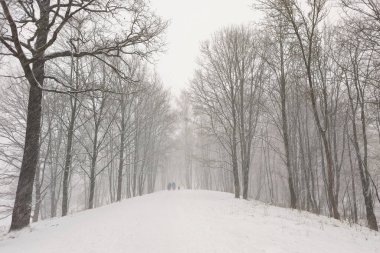 Yumuşak odaklanma. Kış doğal arka plan. Ormanda karla kaplı bir kış sokağı.