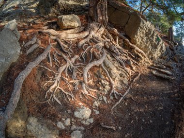 Yeryüzündeki ağaçların kökleri. Ağaç kökleri ve sonbahar ormanı. Dağlarda Kırım yürüyüş patikası.