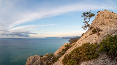 Karadeniz kıyısındaki buruşuk çam ağacının panoramik manzarası. Uçurumun kenarındaki muhteşem yaşlı çam ağacı denizin arka planında. 